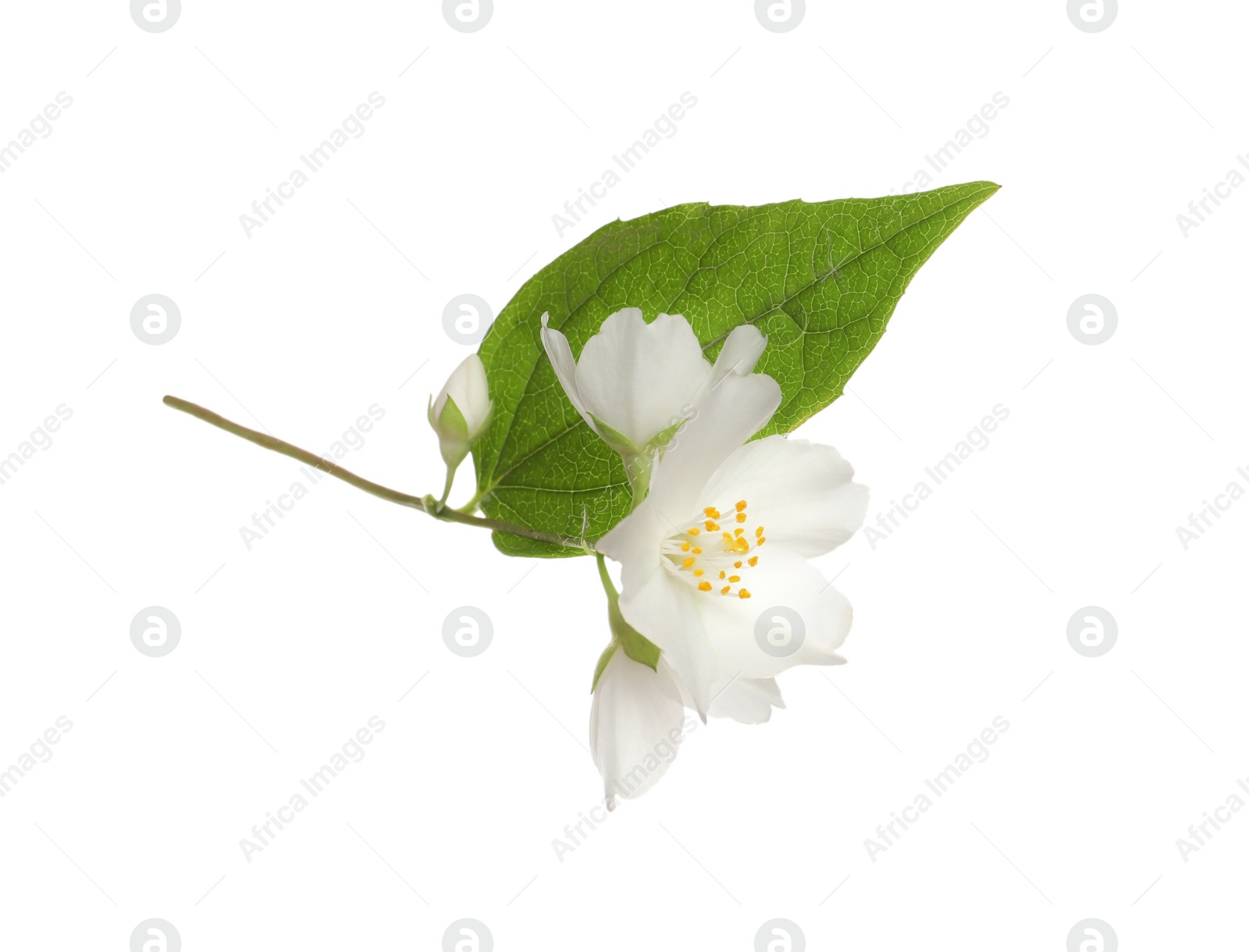 Photo of Beautiful flowers of jasmine plant with leaf on white background