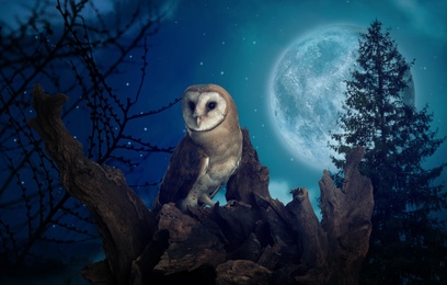 Owl on tree in dark forest under starry sky with full moon at night