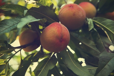 Ripe peaches on tree branch in garden