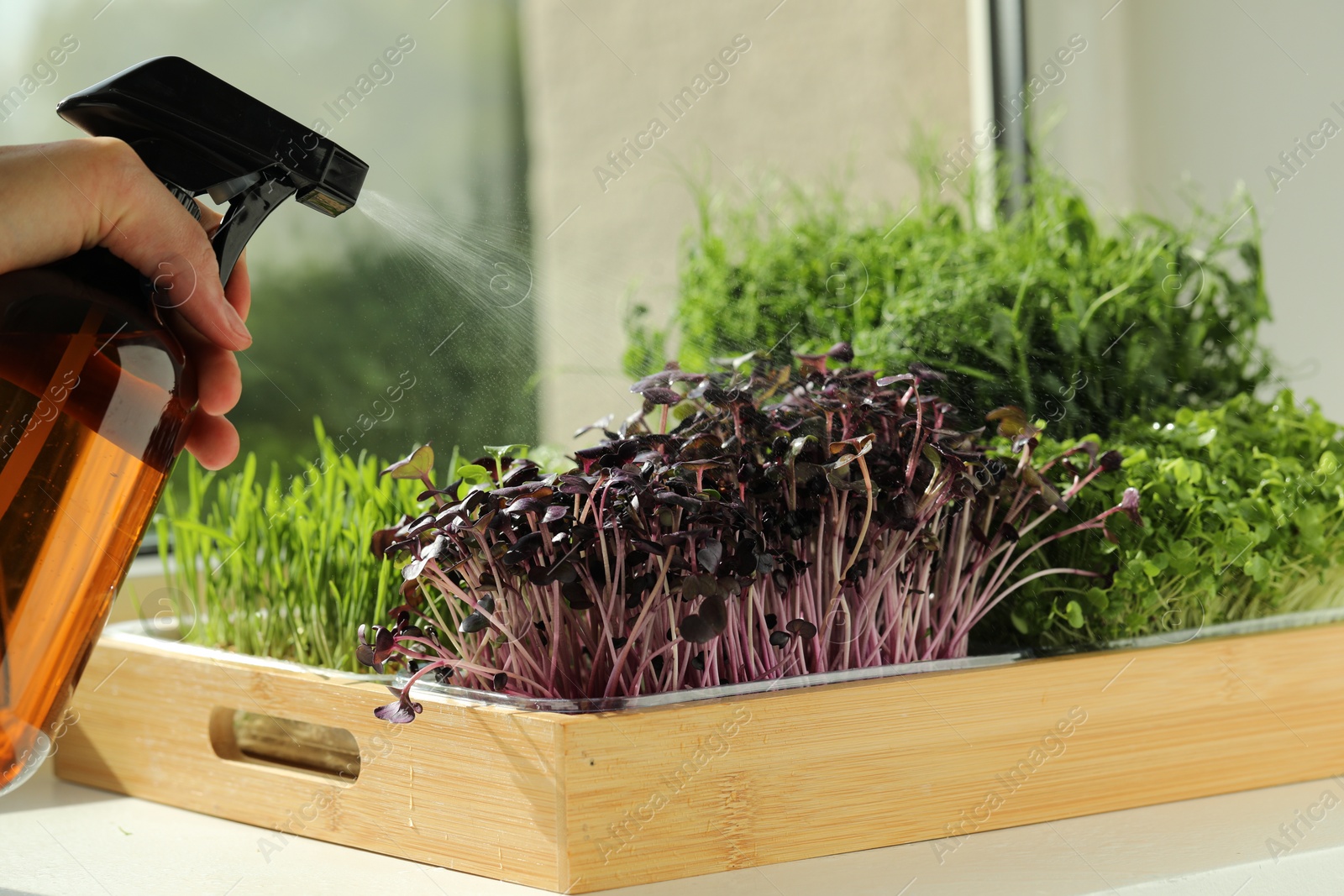 Photo of Woman spraying different fresh microgreens in wooden crate at windowsill indoors, closeup