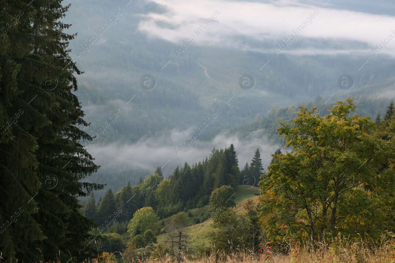 Photo of Picturesque view of mountain landscape with beautiful forest and fog patches