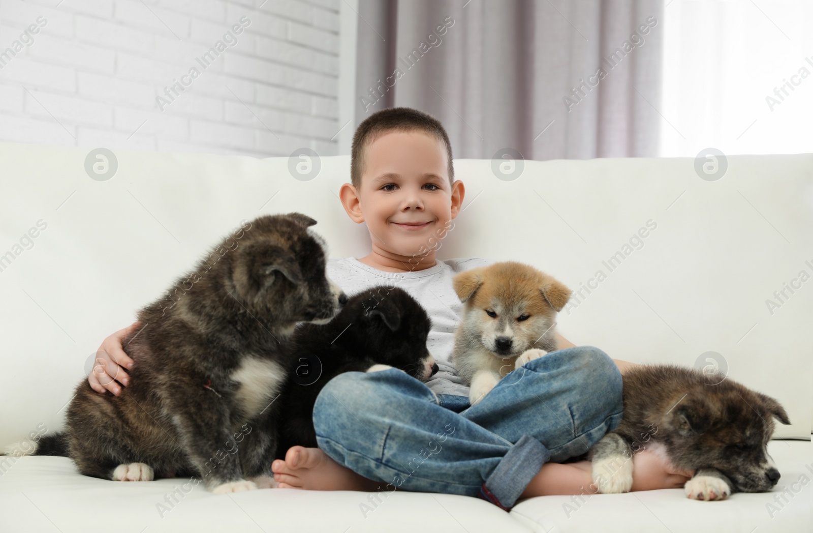 Photo of Little boy with Akita inu puppies on sofa at home. Friendly dog