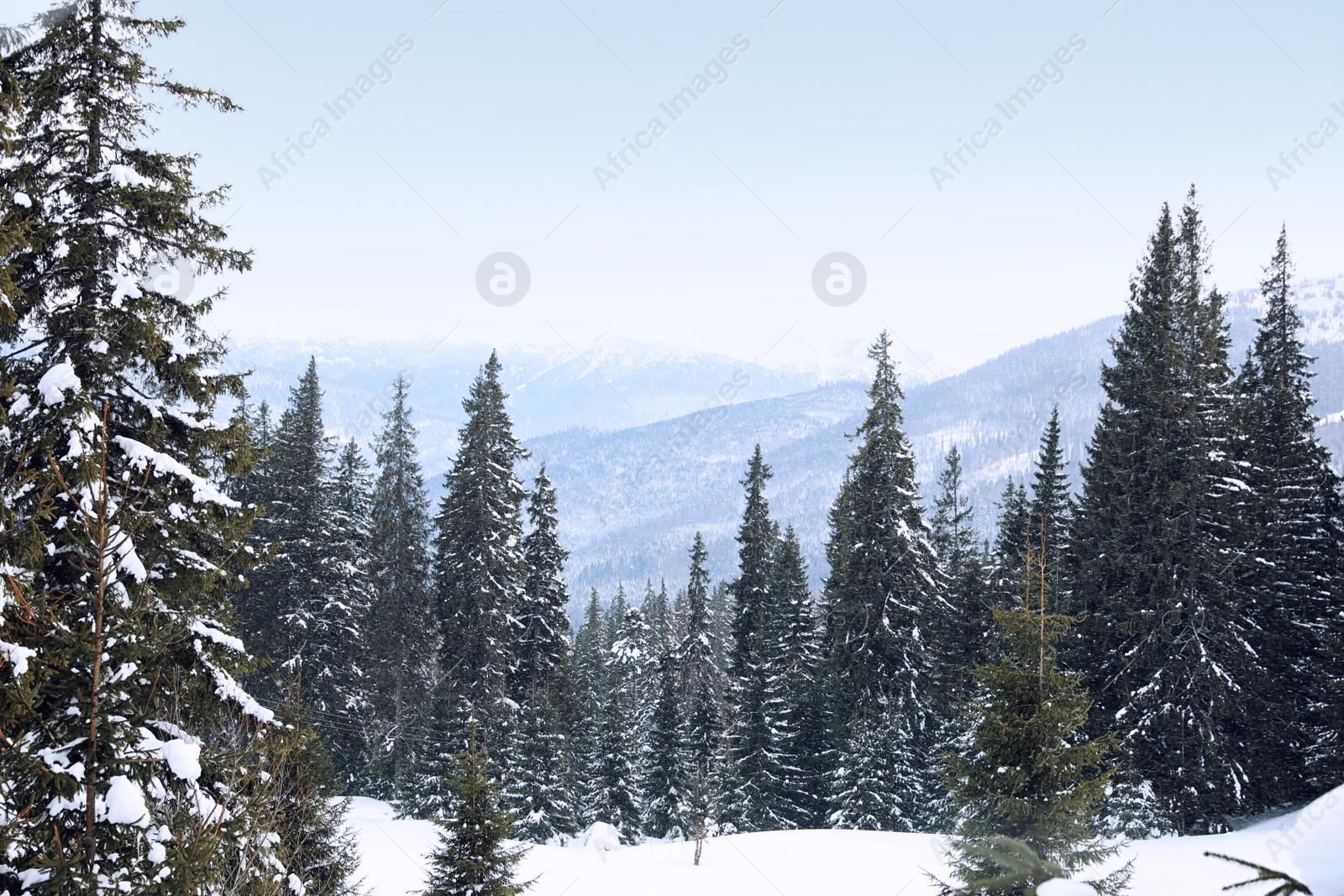 Photo of Picturesque view of snowy coniferous forest on winter day