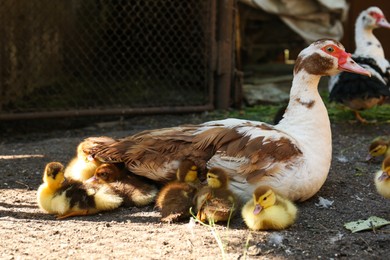 Photo of Cute fluffy ducklings with mother in farmyard
