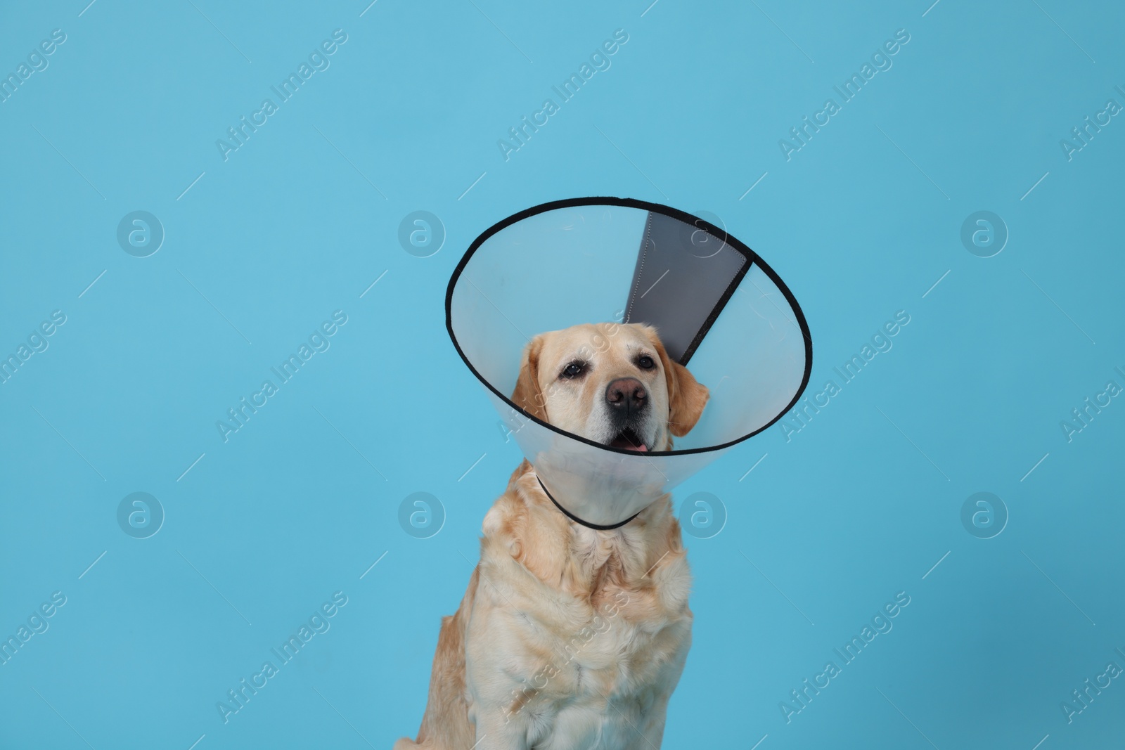 Photo of Cute Labrador Retriever with protective cone collar on light blue background