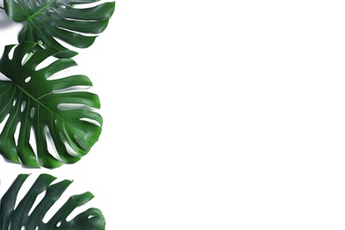 Green fresh monstera leaves on white background, top view. Tropical plant