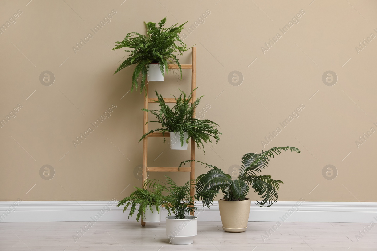 Photo of Many different houseplants near beige wall in room