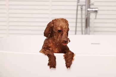 Photo of Cute wet Maltipoo dog in bathtub indoors. Lovely pet