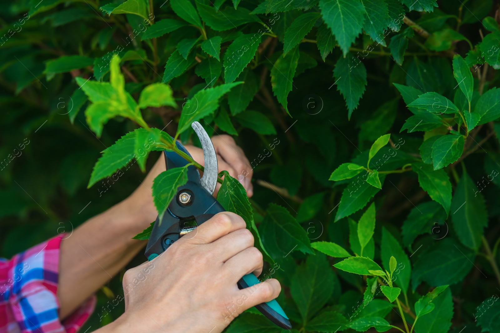 Photo of Woman pruning bush with secateurs outdoors, closeup