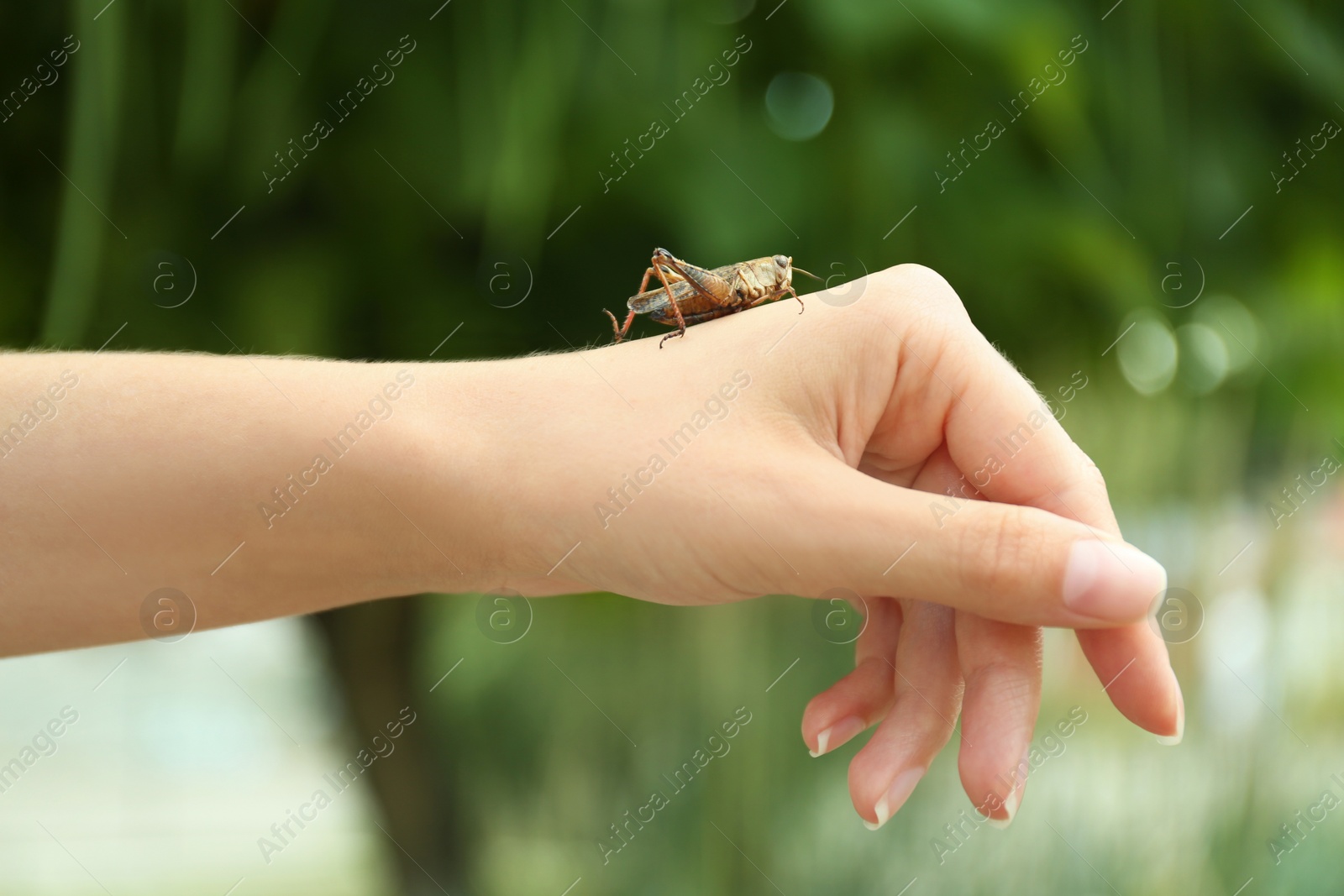 Photo of Woman with brown grasshopper outdoors, closeup view