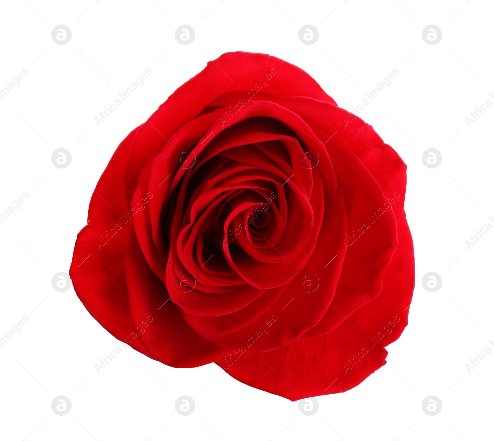 Photo of Beautiful red rose on white background, top view. Perfect gift