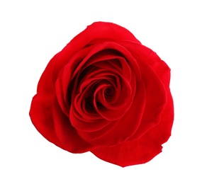 Beautiful red rose on white background, top view. Perfect gift