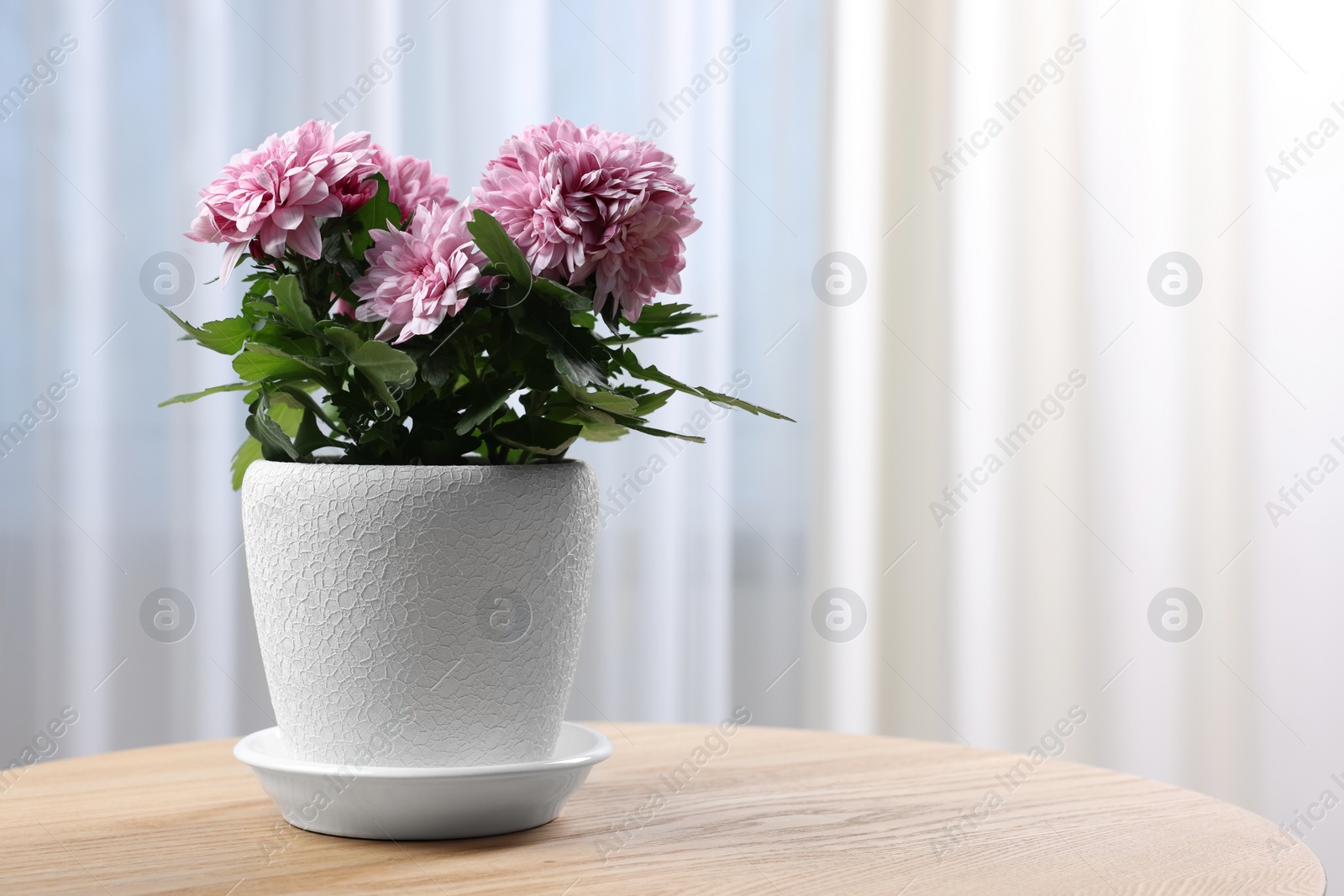 Photo of Beautiful chrysanthemum flowers in pot on wooden table indoors. Space for text