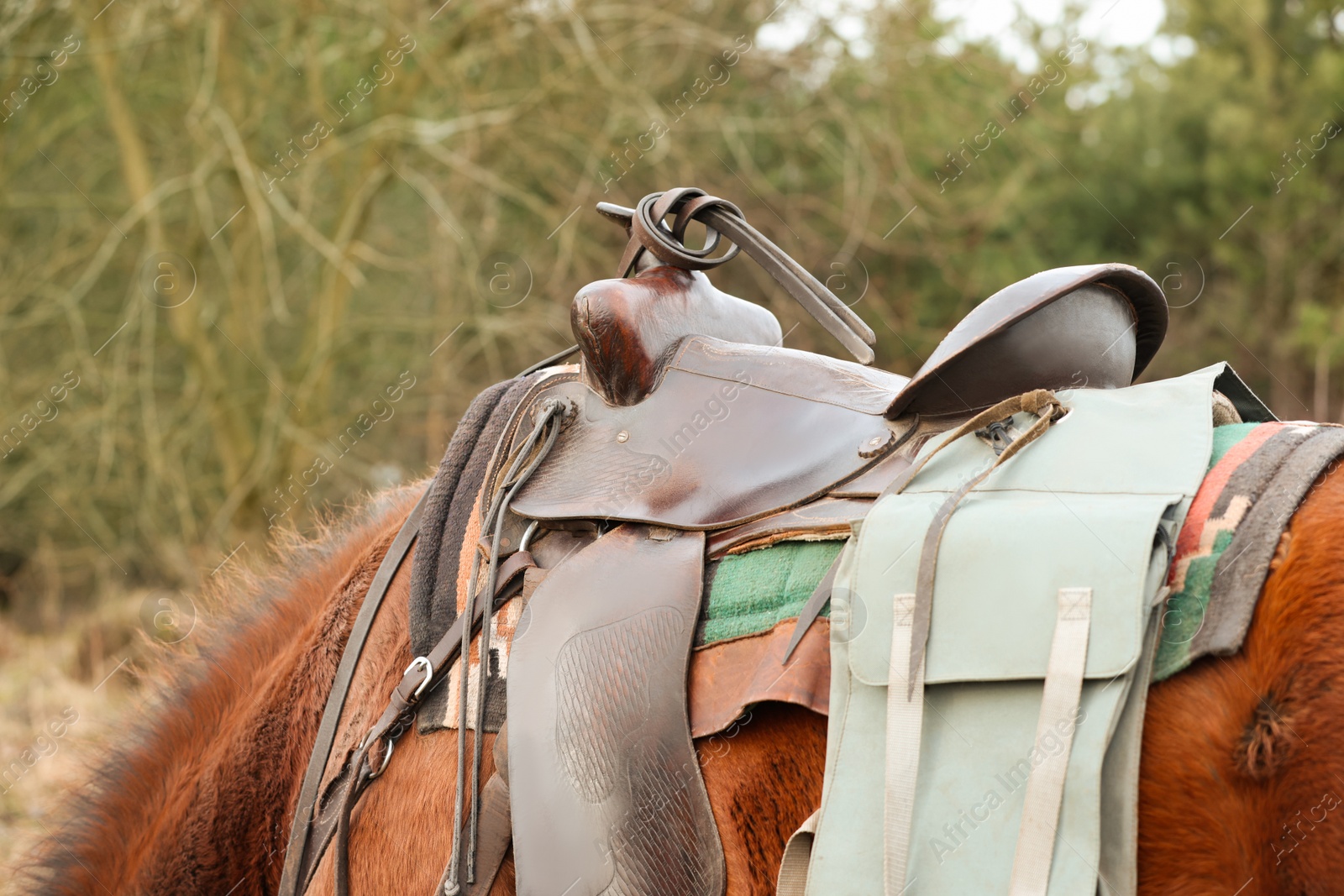 Photo of Chestnut horse with saddle outdoors, closeup. Lovely domesticated pet