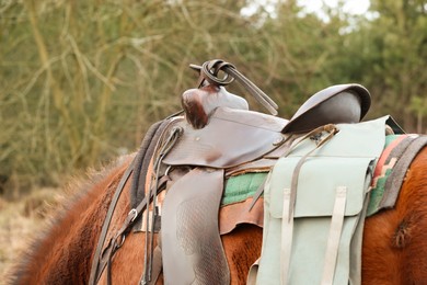 Photo of Chestnut horse with saddle outdoors, closeup. Lovely domesticated pet