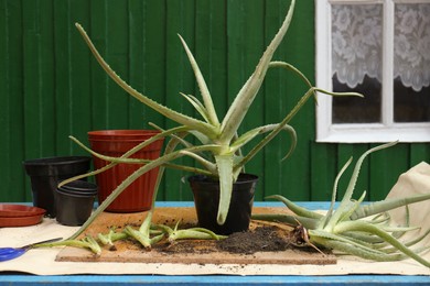 Photo of Flowerpots, aloe vera plants, scissors and soil on table outdoors