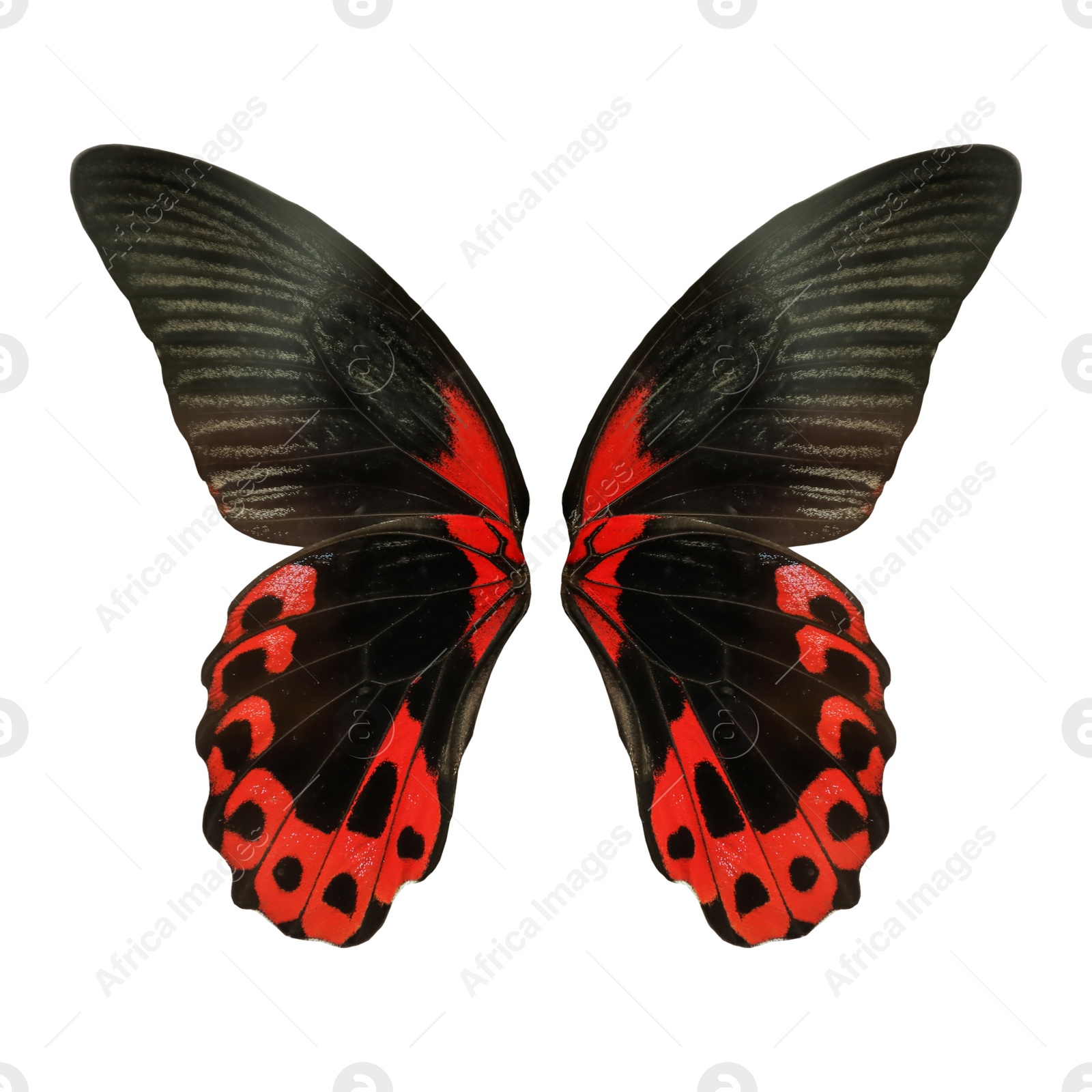 Image of Beautiful scarlet Mormon butterfly wings on white background