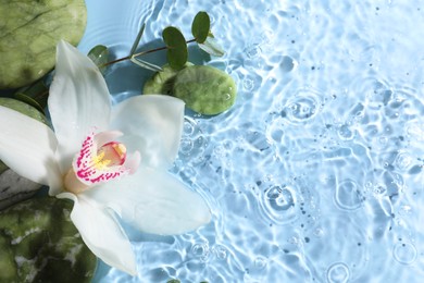 Photo of Beautiful orchid, spa stones and eucalyptus branch in water on light blue background, top view. Space for text