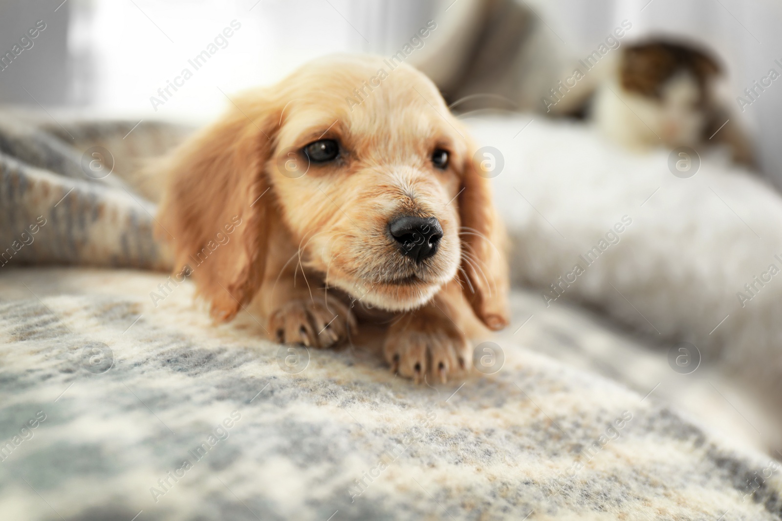 Photo of Cute English Cocker Spaniel puppy on blanket indoors