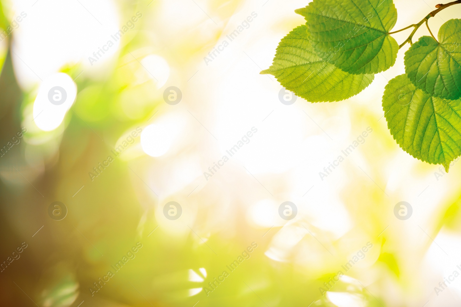 Image of Tree branch with green leaves on sunny day