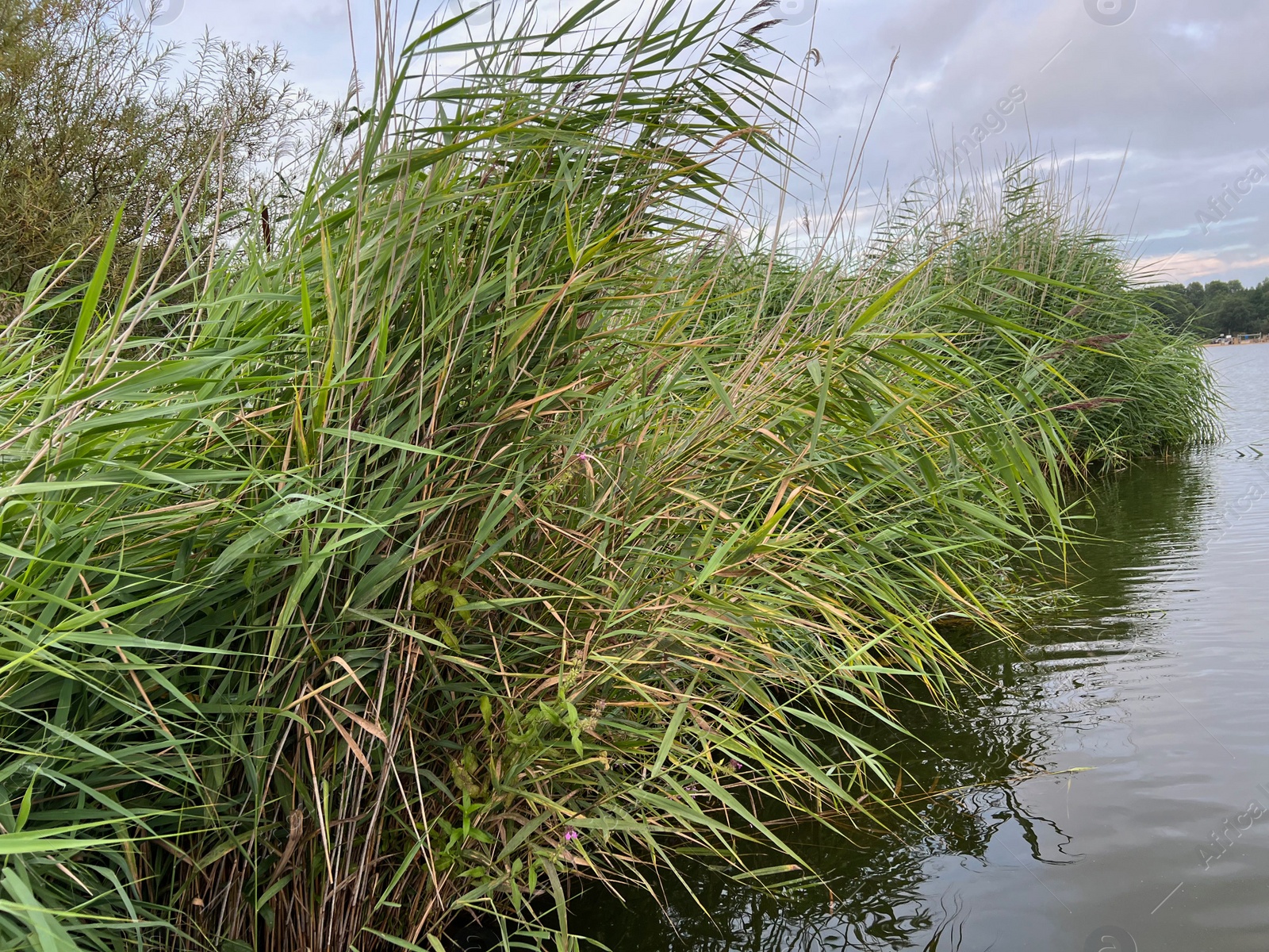 Photo of Picturesque view of river reeds and cloudy sky