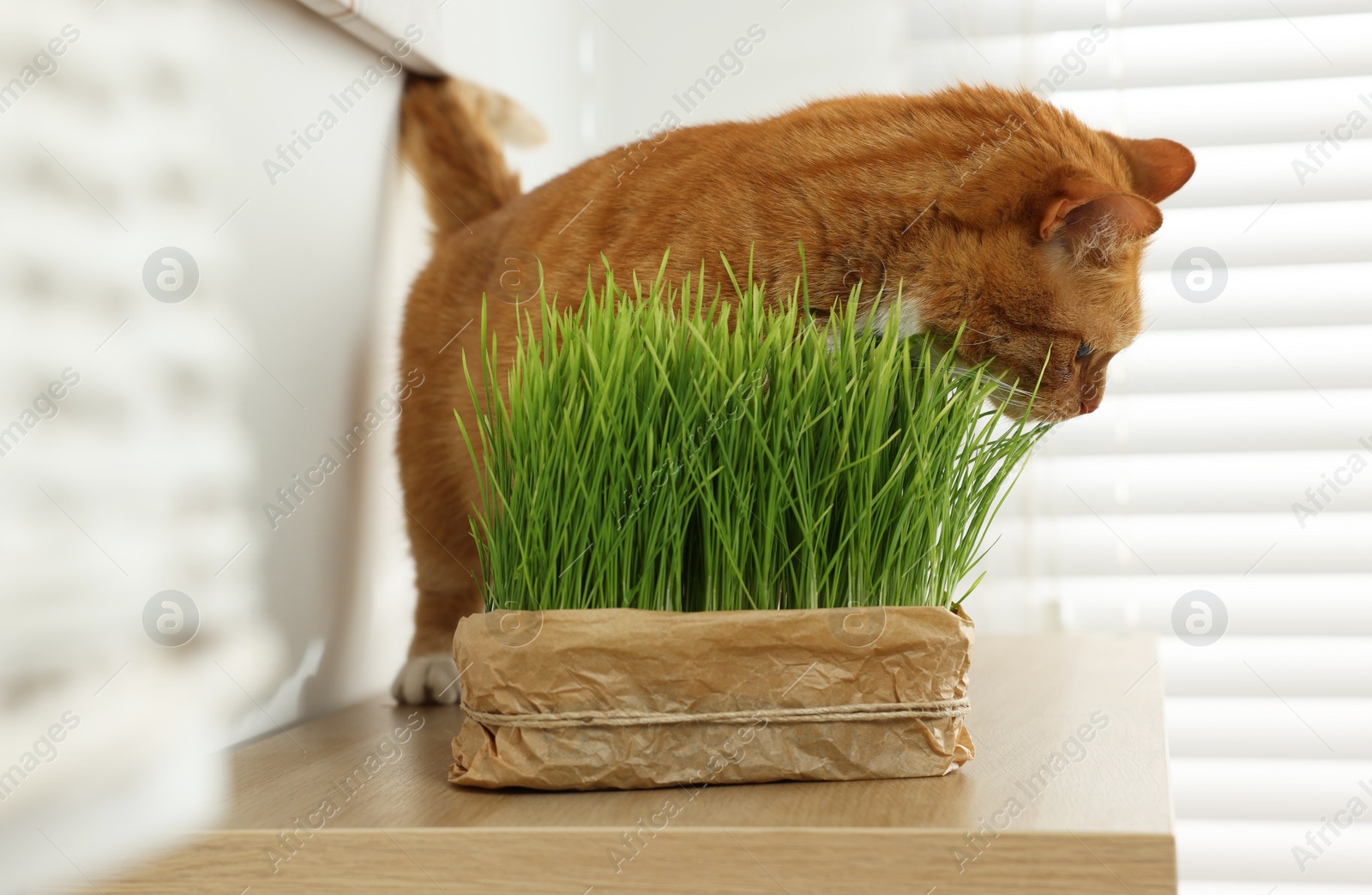 Photo of Cute ginger cat near potted green grass on wooden table indoors