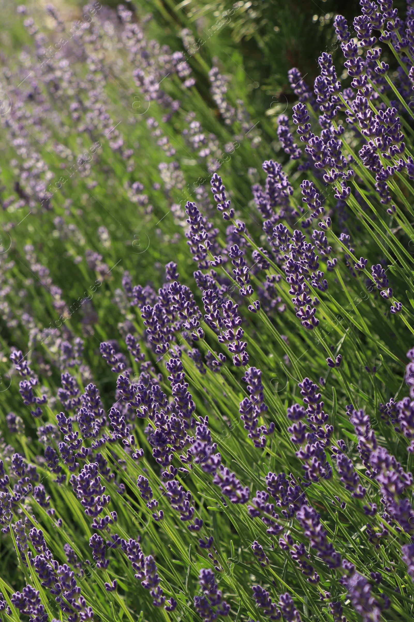 Photo of Beautiful blooming lavender plants in field on sunny day