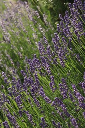 Photo of Beautiful blooming lavender plants in field on sunny day