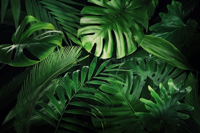 Many bright green tropical leaves as background