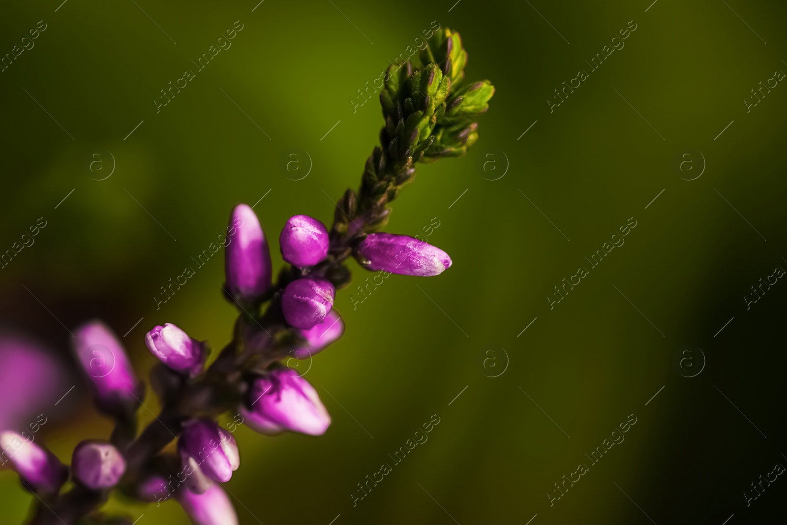 Photo of Heather twig with beautiful flowers on blurred background, closeup. Space for text