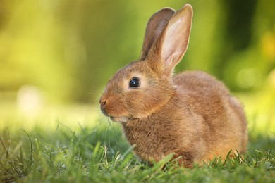 Cute fluffy rabbit on green grass outdoors. Space for text