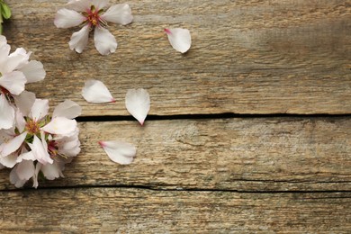 Photo of Beautiful spring tree blossoms and petals on wooden table, flat lay. Space for text