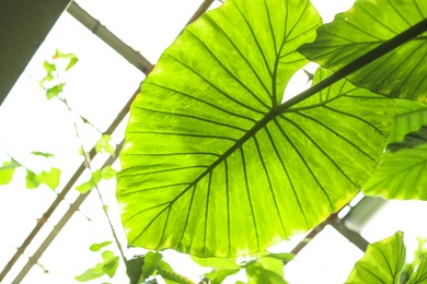 Photo of Beautiful tropical plant with lush foliage in greenhouse