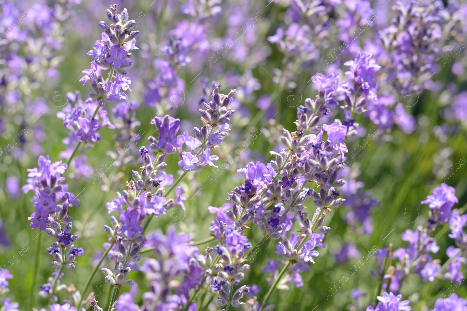 Photo of Beautiful blooming lavender in field, closeup view