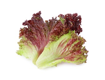 Leaves of fresh red coral lettuce isolated on white