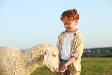 Photo of Boy feeding sheep on green pasture. Farm animal