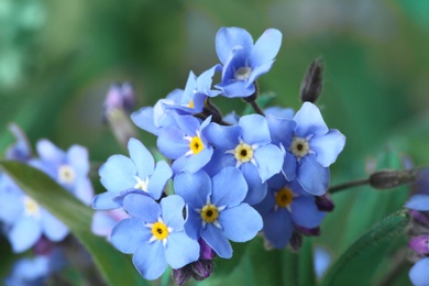 Photo of Amazing spring forget-me-not flowers as background, closeup view