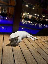 Photo of Cute cat sleeping on wooden deck near swimming pool at night