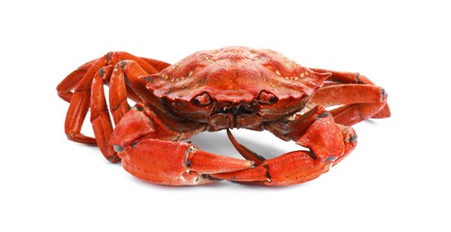 Photo of One delicious boiled crab isolated on white