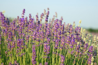 Beautiful blooming lavender growing in field, closeup