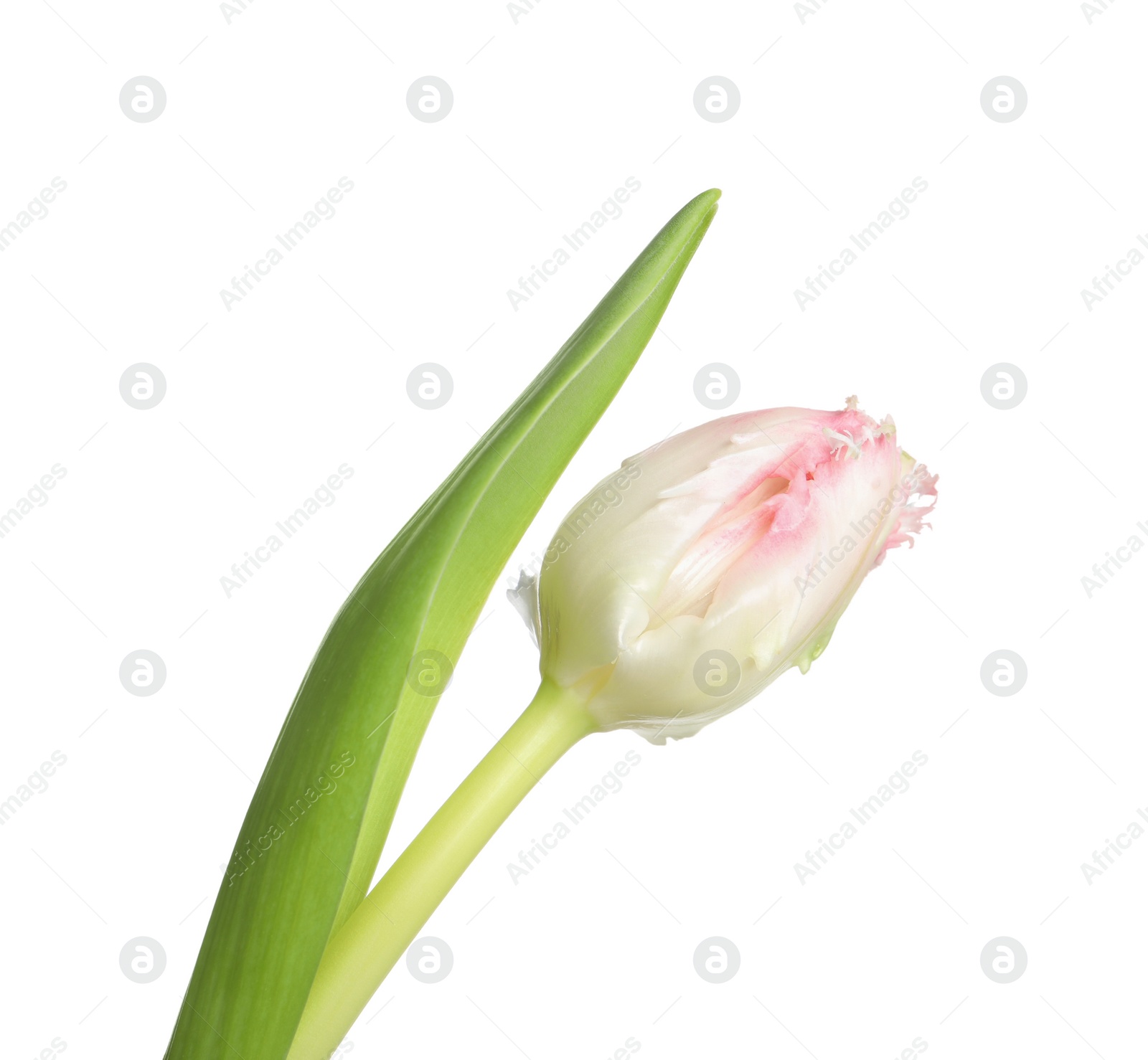 Photo of One beautiful tulip flower isolated on white