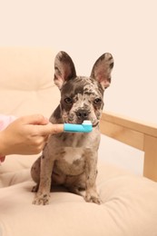 Photo of Woman with finger toothbrush near dog on sofa at home, closeup