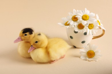 Baby animals. Cute fluffy ducklings near flowers on beige background