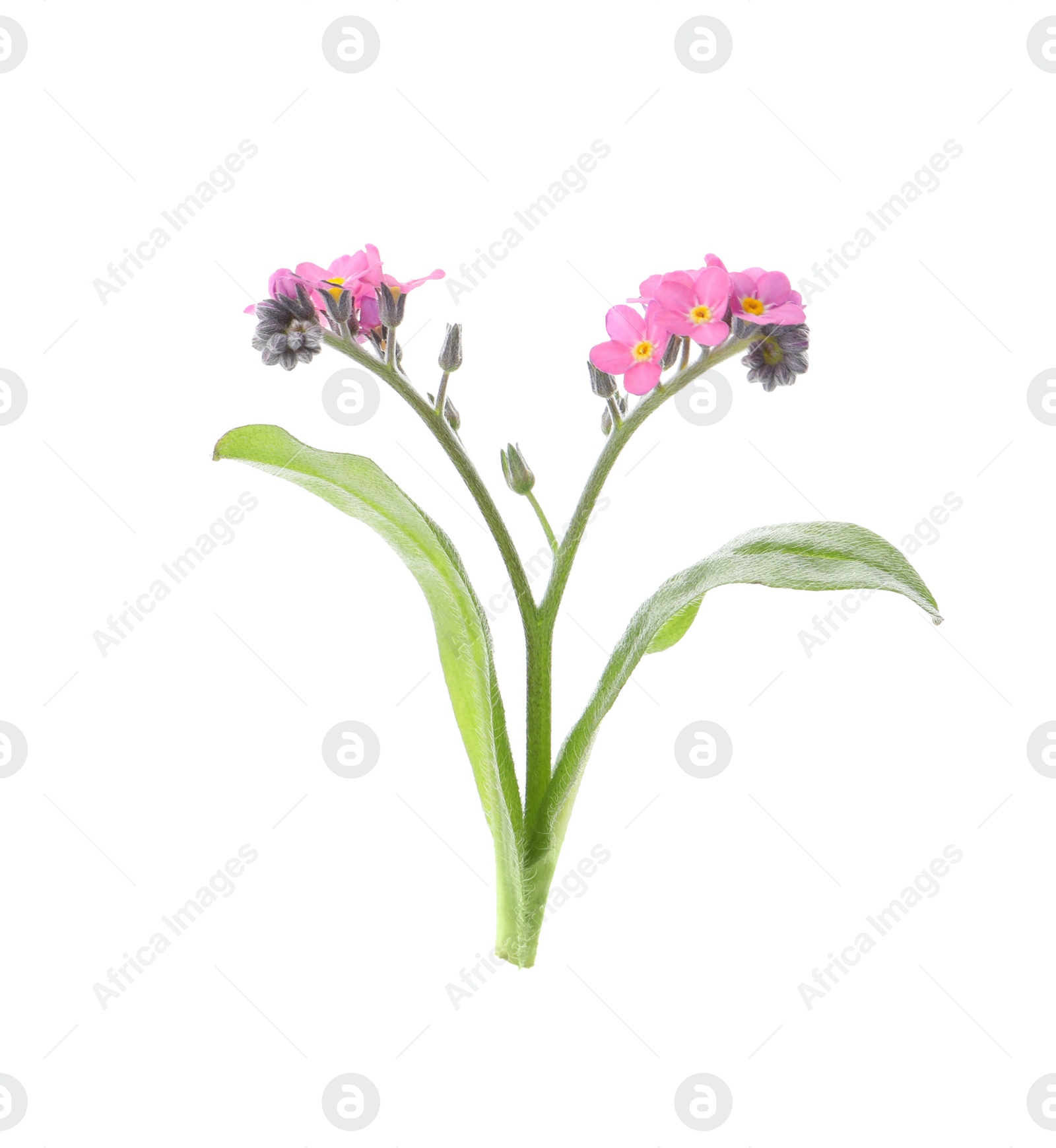 Photo of Beautiful pink Forget-me-not flowers isolated on white