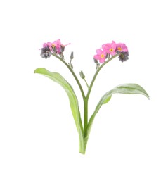 Photo of Beautiful pink Forget-me-not flowers isolated on white