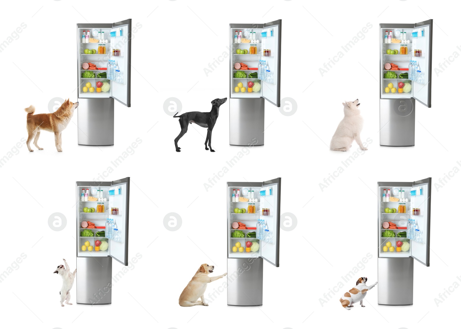 Image of Cute dogs near open refrigerators on white background, collage