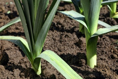 Photo of Fresh green leeks growing in field on sunny day, closeup