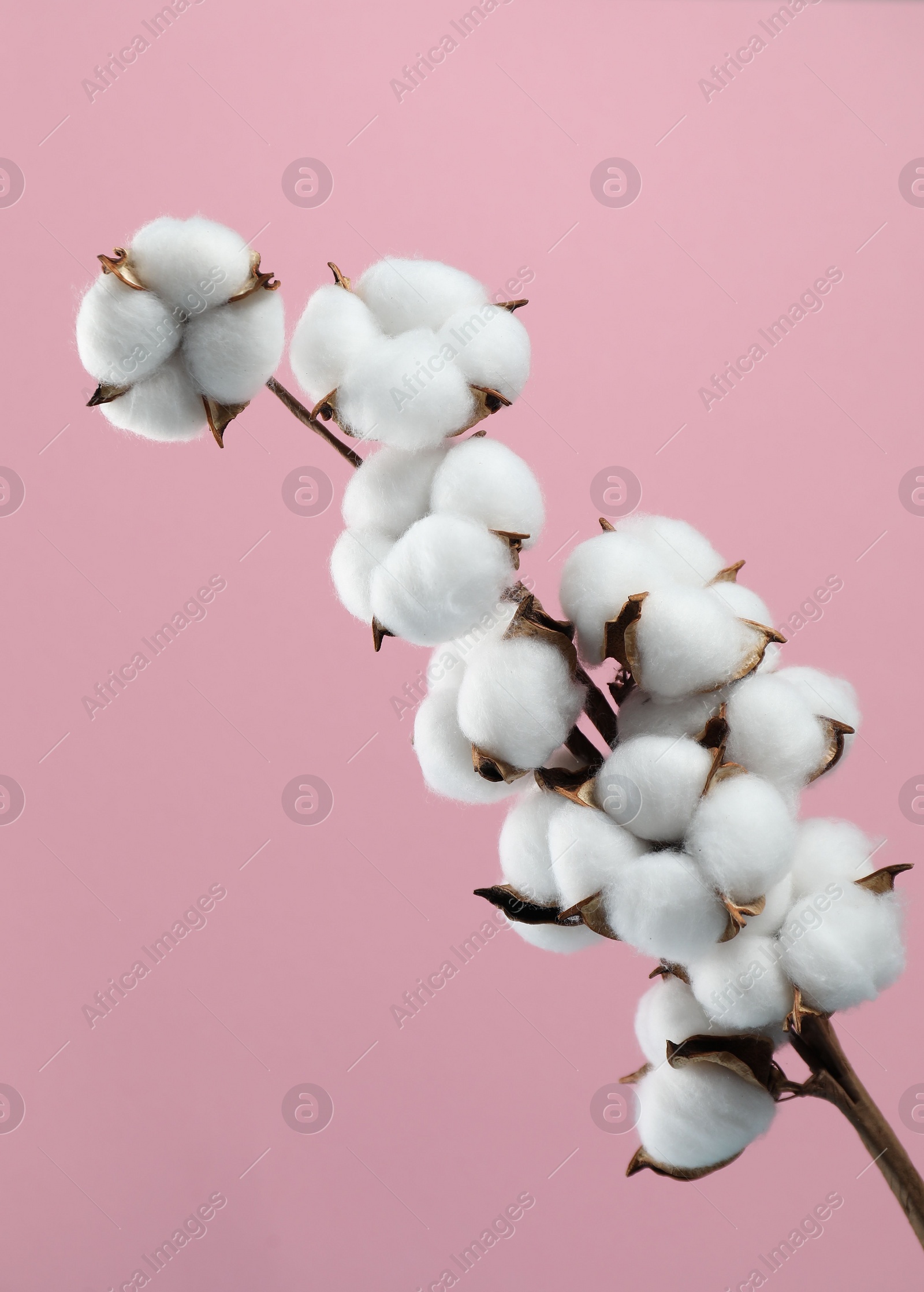 Photo of Beautiful cotton branch with fluffy flowers on pink background