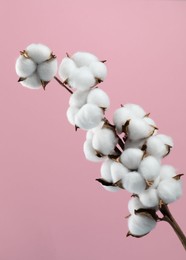 Beautiful cotton branch with fluffy flowers on pink background