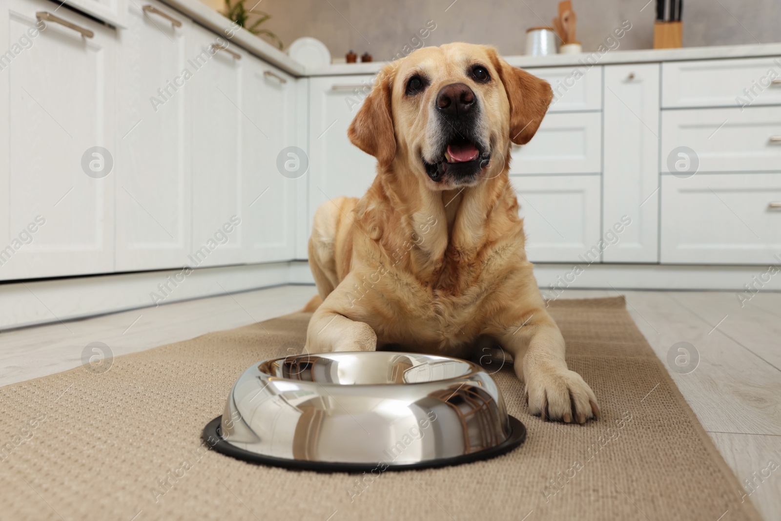 Photo of Cute Labrador Retriever waiting near feeding bowl on floor in kitchen